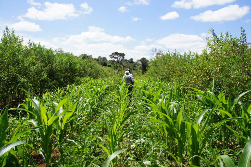 Kenya Kisumu HealthyFoodAfrica